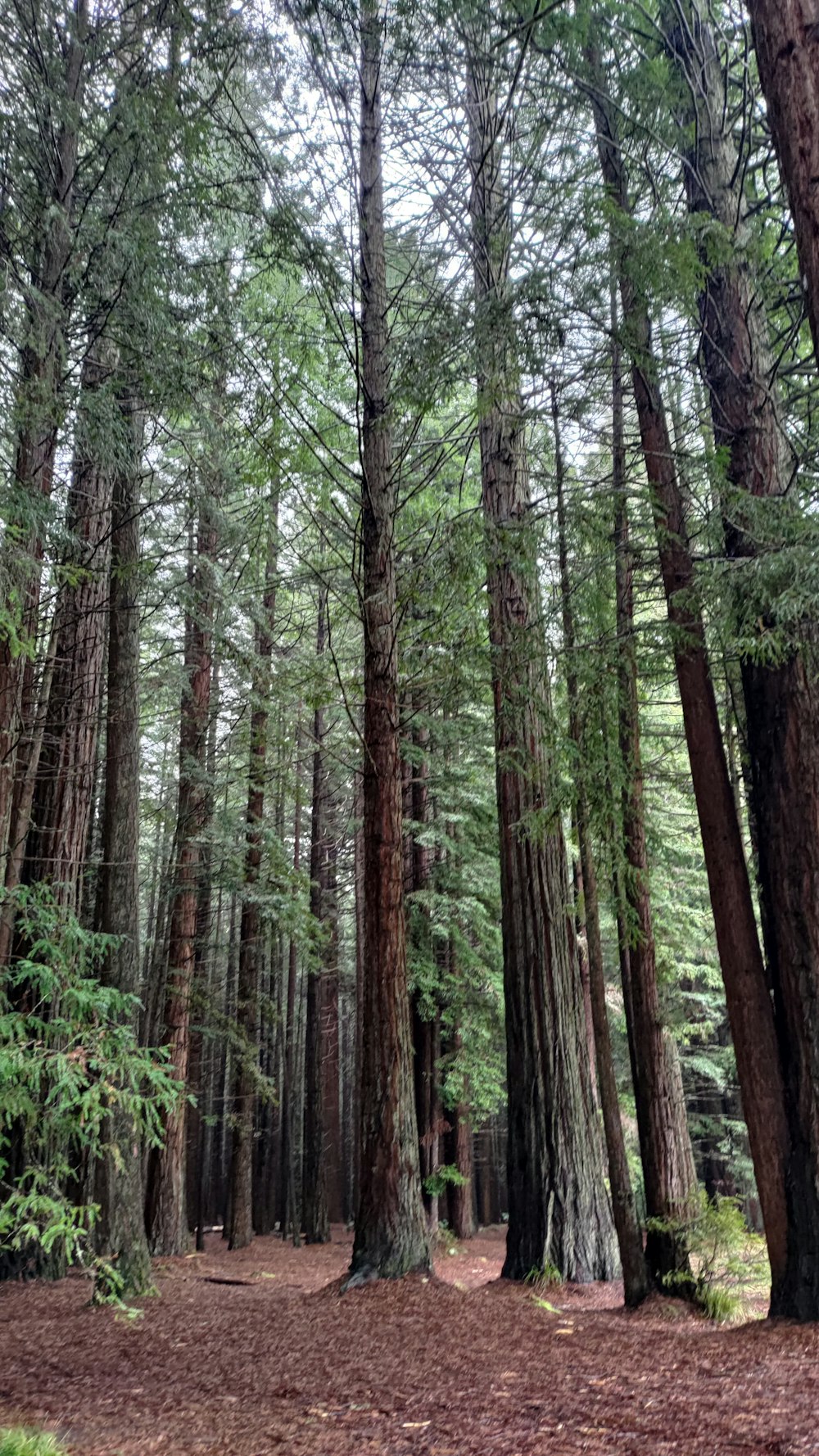 a forest filled with lots of tall trees