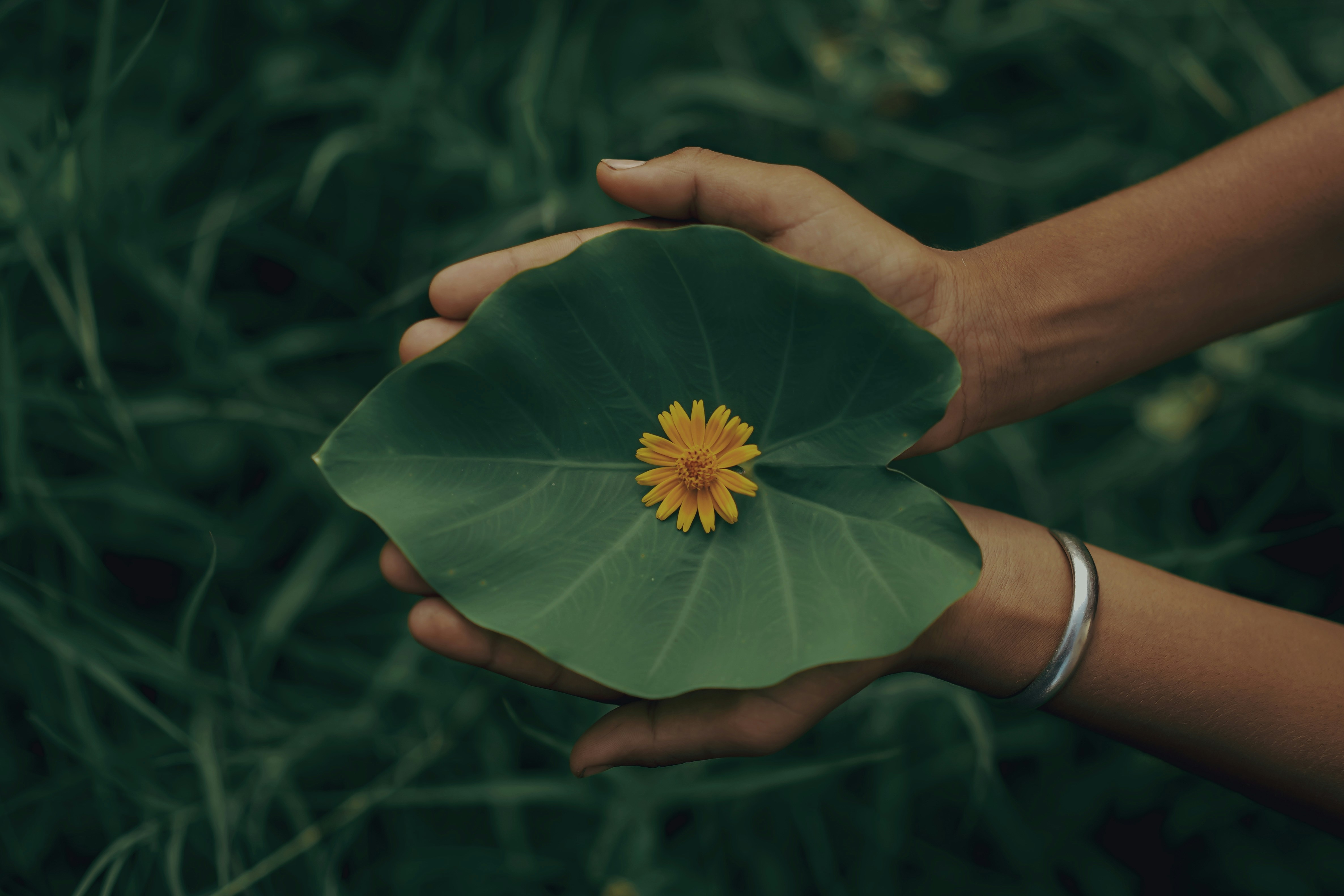 a person holding a leaf with a flower on it