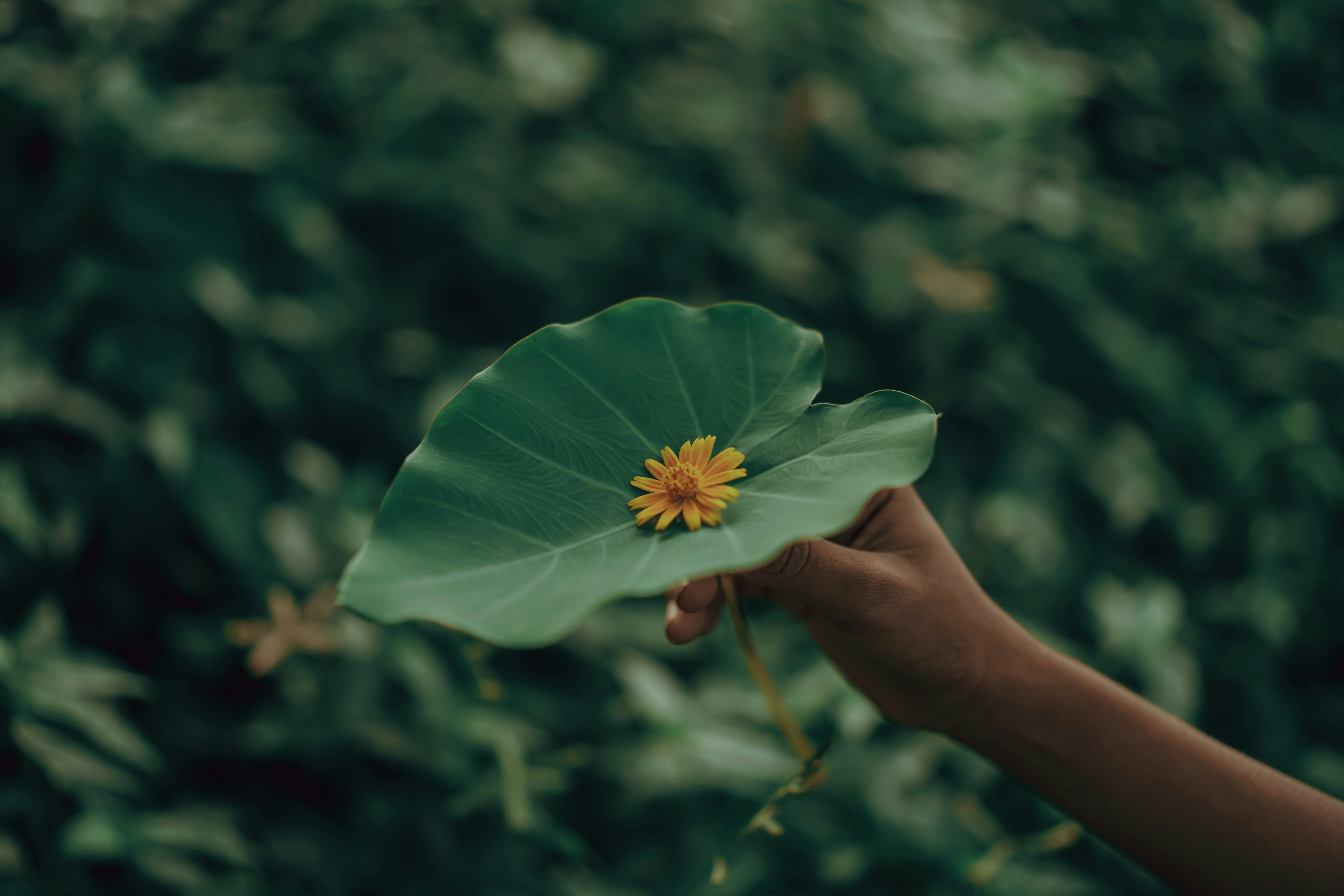 a person holding a large leaf with a flower on it