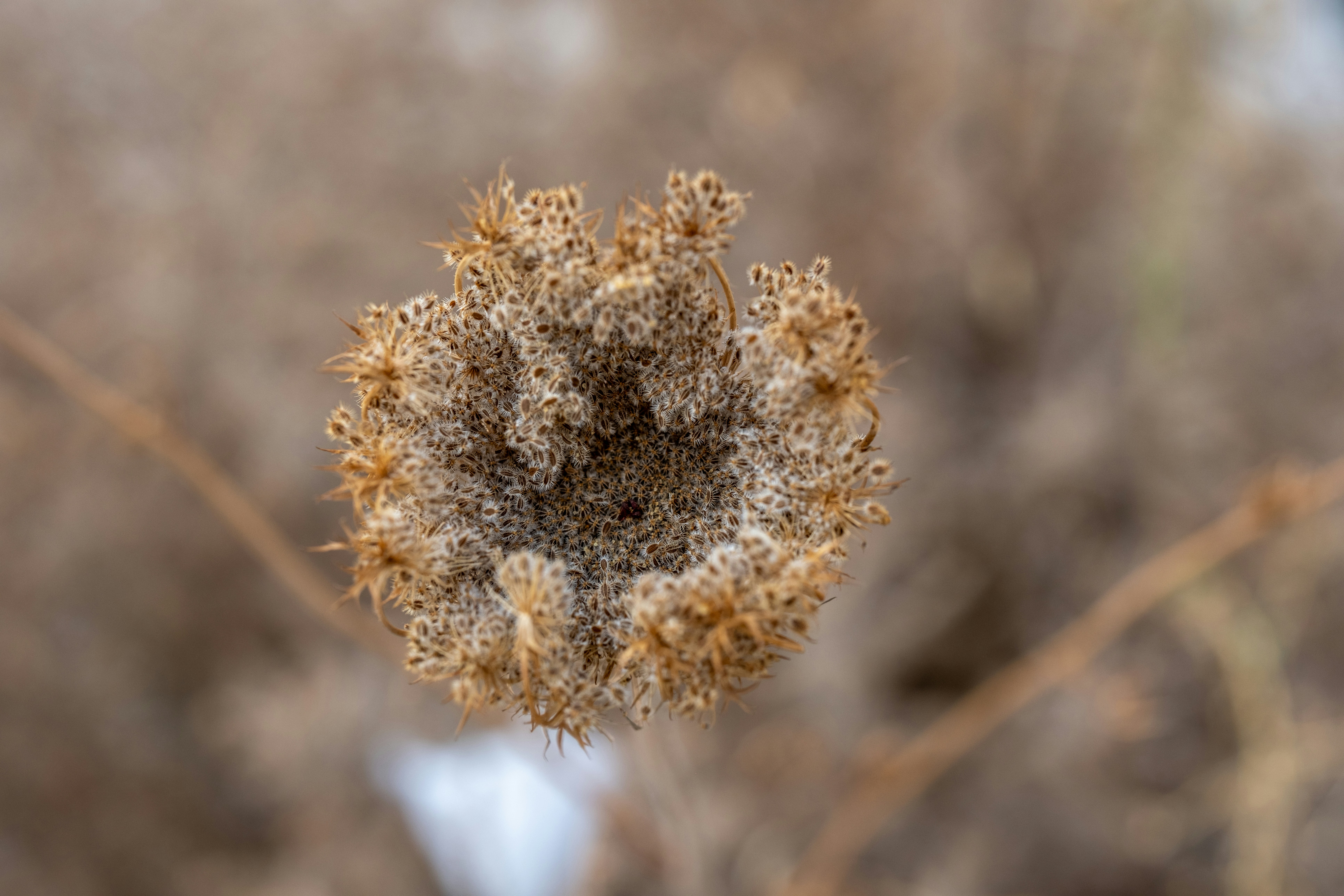 Climate Change and Dormancy Disruption (image credits: unsplash)