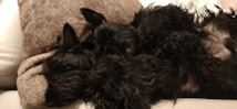 Two black dogs are cuddled together, lying on a soft beige cushion. The setting appears cozy and peaceful, with the dogs relaxing comfortably against the plush surface. Their fur looks curly and fluffy, blending into the background, highlighting their relaxed and calm demeanor.