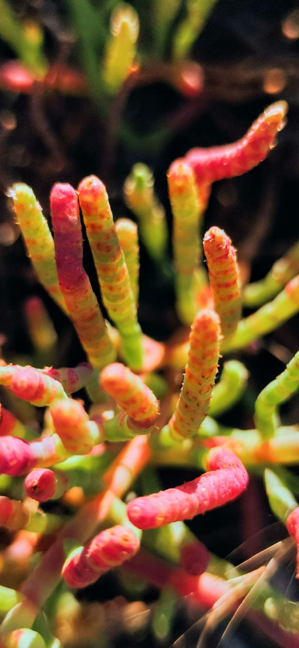 a close up of a plant with red and green stems