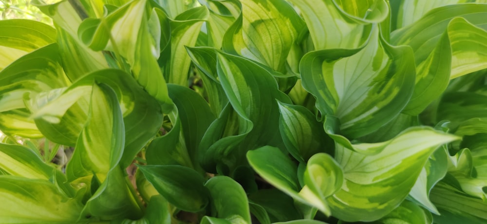 a close up of a plant with green leaves