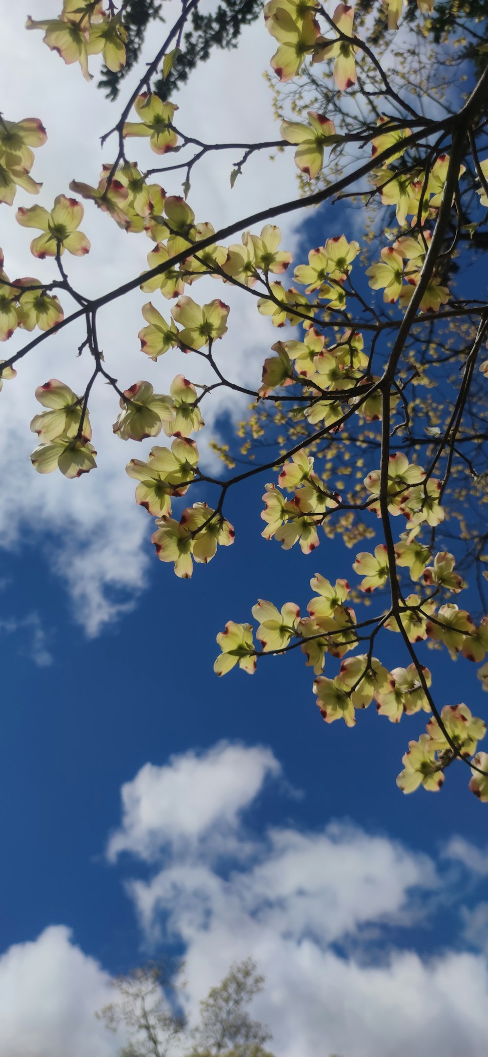 a tree branch with yellow flowers against a blue sky with clouds