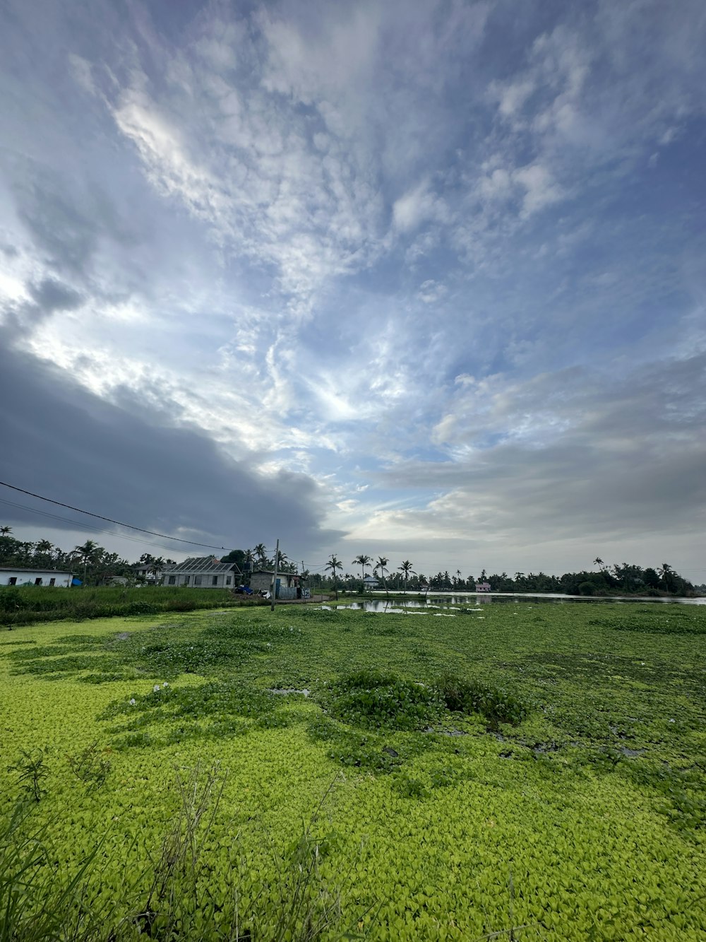 a grassy field with trees in the background