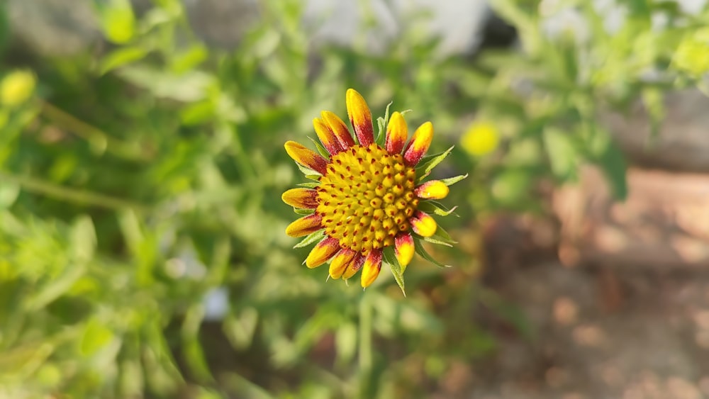 a close up of a yellow and red flower