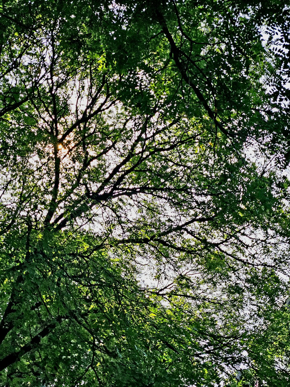 태양은 숲의 나무 사이로 빛납니다