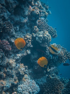 A vibrant underwater scene featuring a coral reef with various types of coral formations. Bright orange butterflyfish swim among the corals, and the image is bathed in the serene blue of the ocean water.