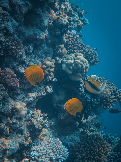 A vibrant underwater scene featuring a coral reef with various types of coral formations. Bright orange butterflyfish swim among the corals, and the image is bathed in the serene blue of the ocean water.