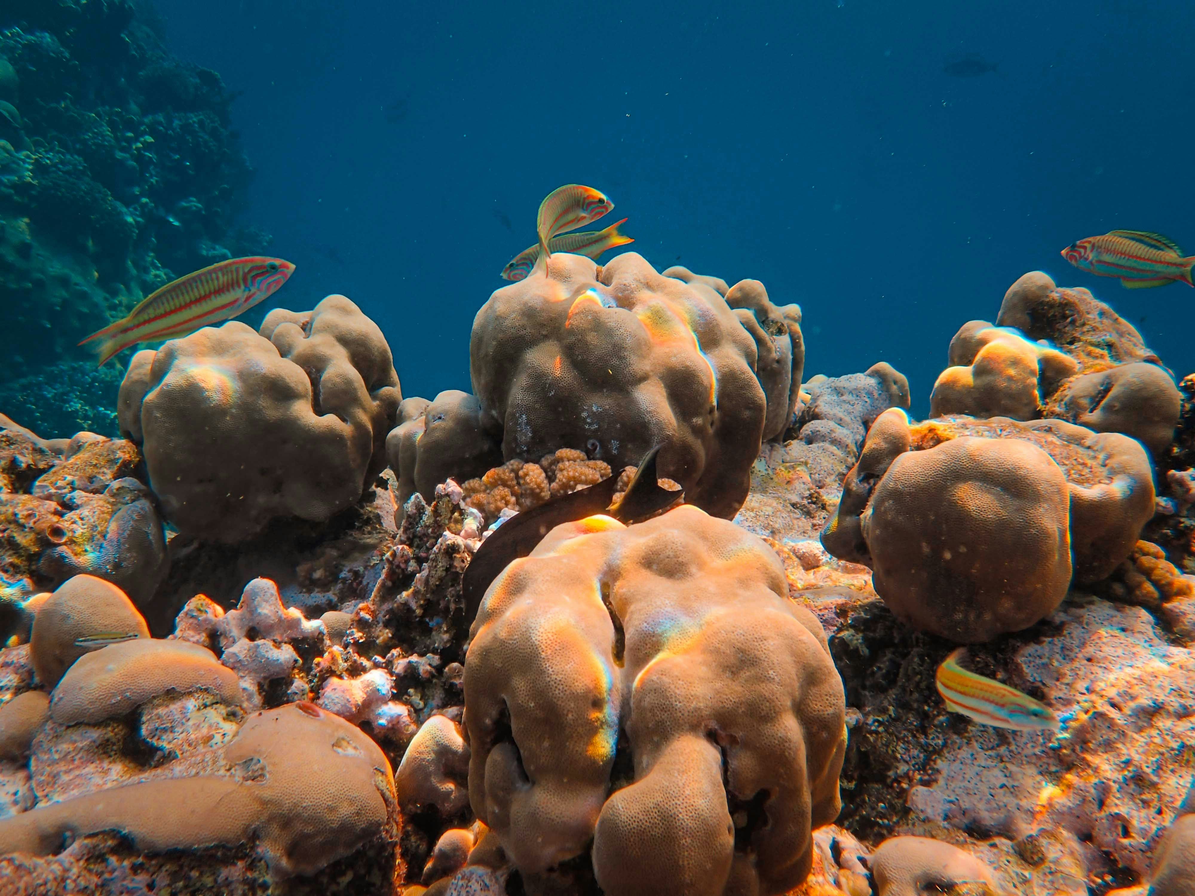 Diverse marine life thriving in a protected area