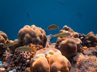 Colorful coral reefs surrounding Cozumel.