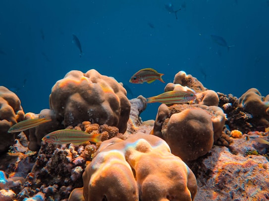 Colorful coral formations dominate the underwater landscape, surrounded by vibrant fish swimming through the clear blue water. The scene is rich with marine life, featuring distinct forms and textures of corals.
