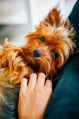 A small, fluffy dog with brown and golden fur lies comfortably, looking up with a relaxed expression while being gently petted by a person's hand. The setting appears cozy and intimate.