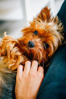 Friendly caretaker gently petting a small dog in a cozy space.
