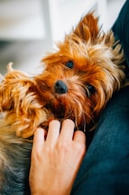 A small, fluffy dog with brown and golden fur lies comfortably, looking up with a relaxed expression while being gently petted by a person's hand. The setting appears cozy and intimate.