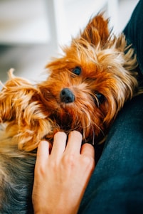 A happy dog being gently groomed in a cozy pet salon.