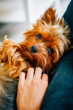 A small, fluffy dog with brown and golden fur lies comfortably, looking up with a relaxed expression while being gently petted by a person's hand. The setting appears cozy and intimate.