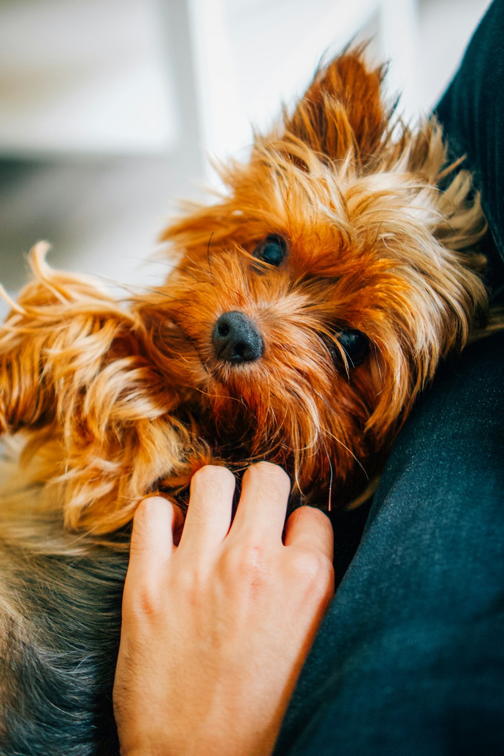 a small brown dog laying on top of a person's lap
