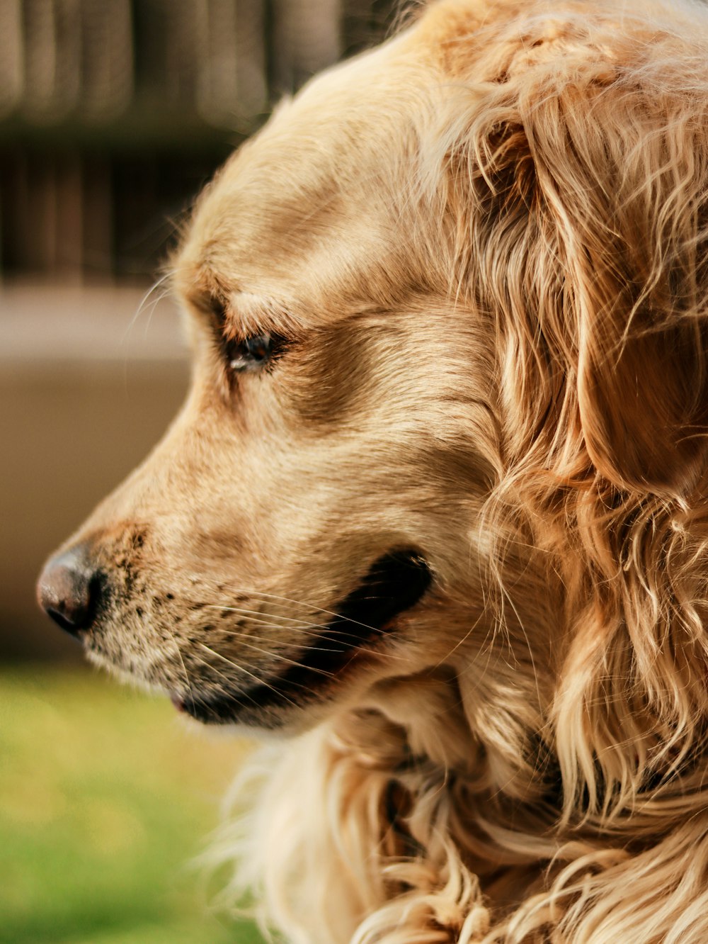 a close up of a dog's face with grass in the background