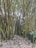 A dense cluster of tall bamboo stalks rises from a forest floor covered with dry leaves and foliage. Sunlight filters through the green leaves, creating a pattern of light and shadow. The bamboo stalks are thin, straight, and have a golden-brown color, with some lush green plants at the base.