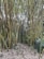 A dense cluster of tall bamboo stalks rises from a forest floor covered with dry leaves and foliage. Sunlight filters through the green leaves, creating a pattern of light and shadow. The bamboo stalks are thin, straight, and have a golden-brown color, with some lush green plants at the base.