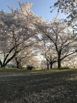 A serene outdoor scene with cherry blossom trees in full bloom, evoking calm and inspiration.