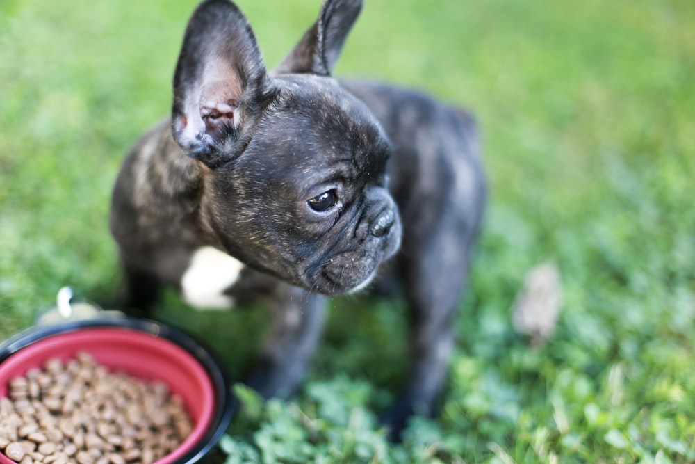 a small dog standing next to a bowl of food