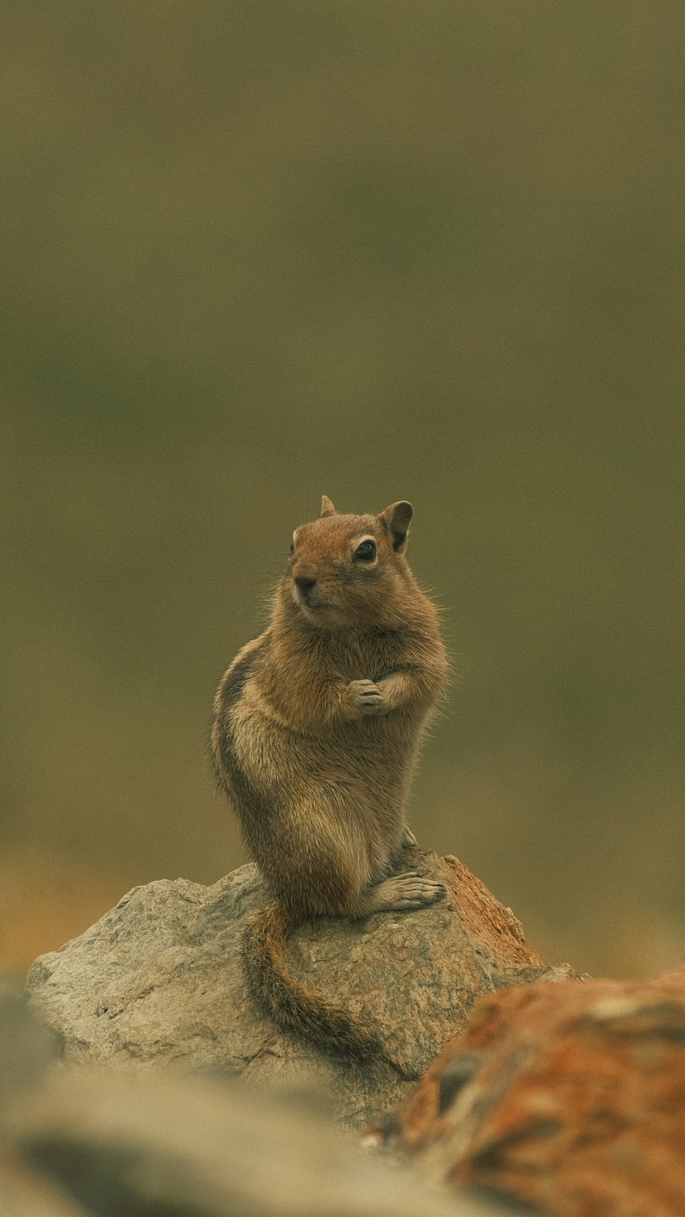 a small rodent sitting on top of a rock