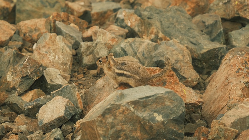 a small animal standing on top of a pile of rocks