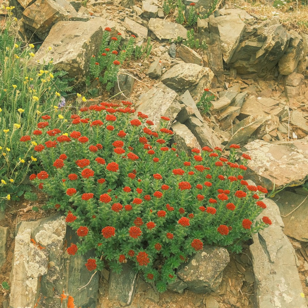 a bunch of red flowers growing out of some rocks