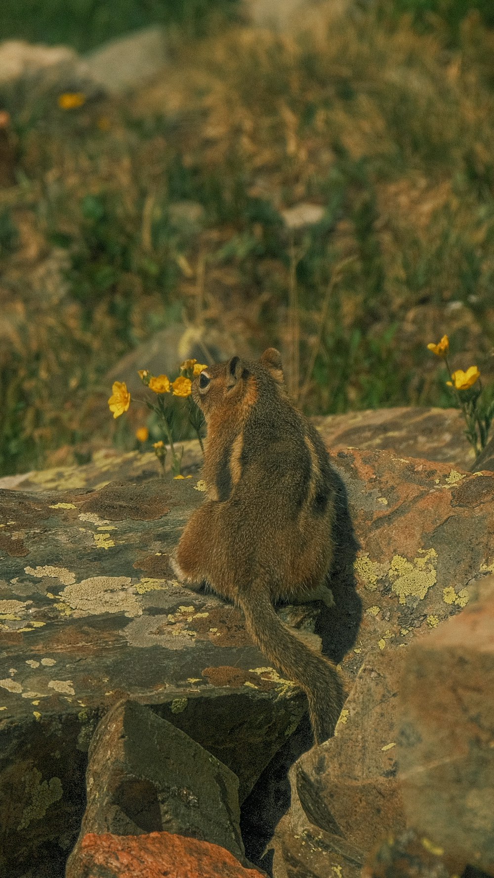 a small animal sitting on top of a large rock