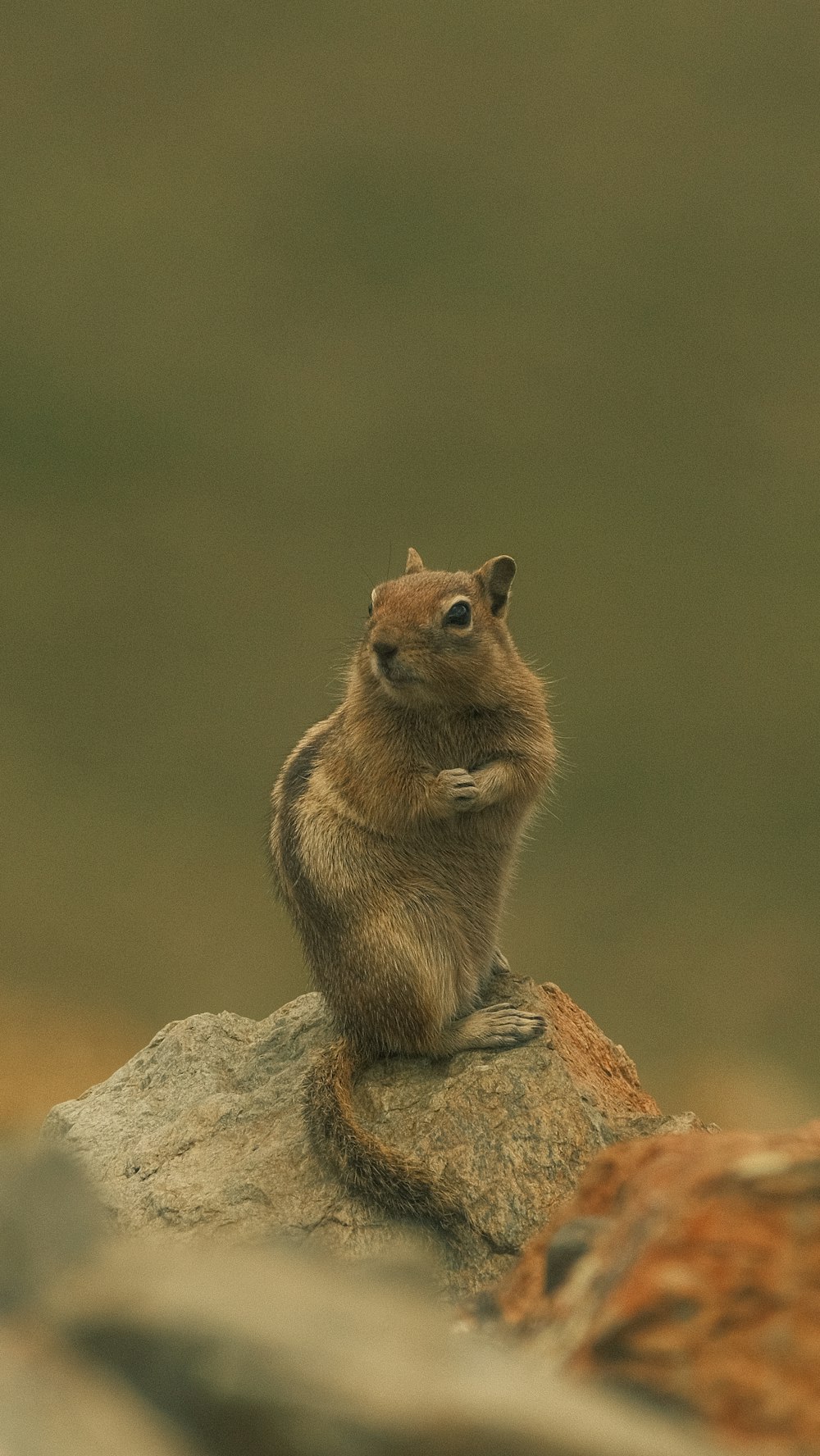 a small rodent sitting on top of a rock