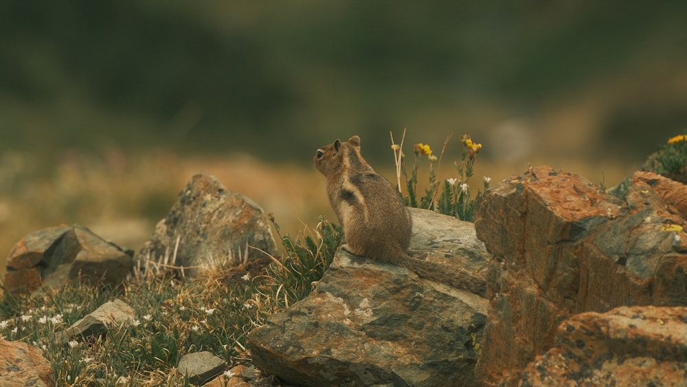 a squirrel sitting on top of a pile of rocks