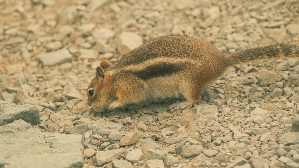 a small rodent walking on a rocky surface