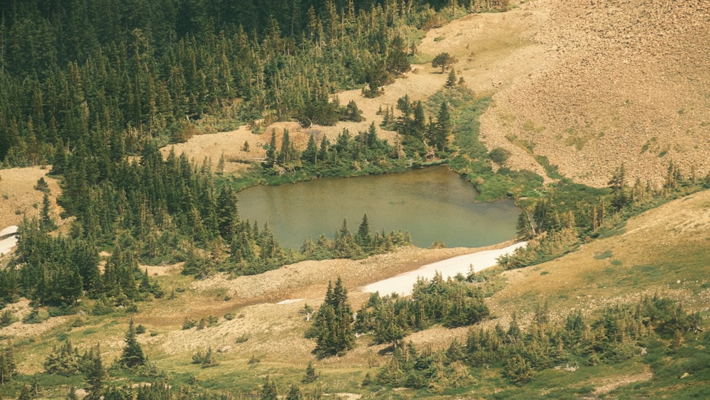 a small lake in the middle of a forest