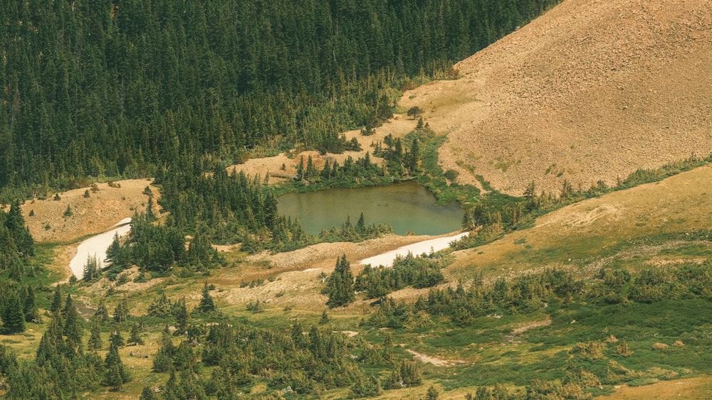 a small lake in the middle of a forest