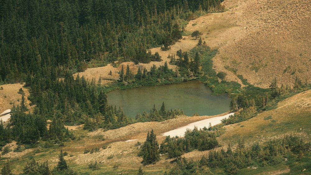 a small lake in the middle of a forest