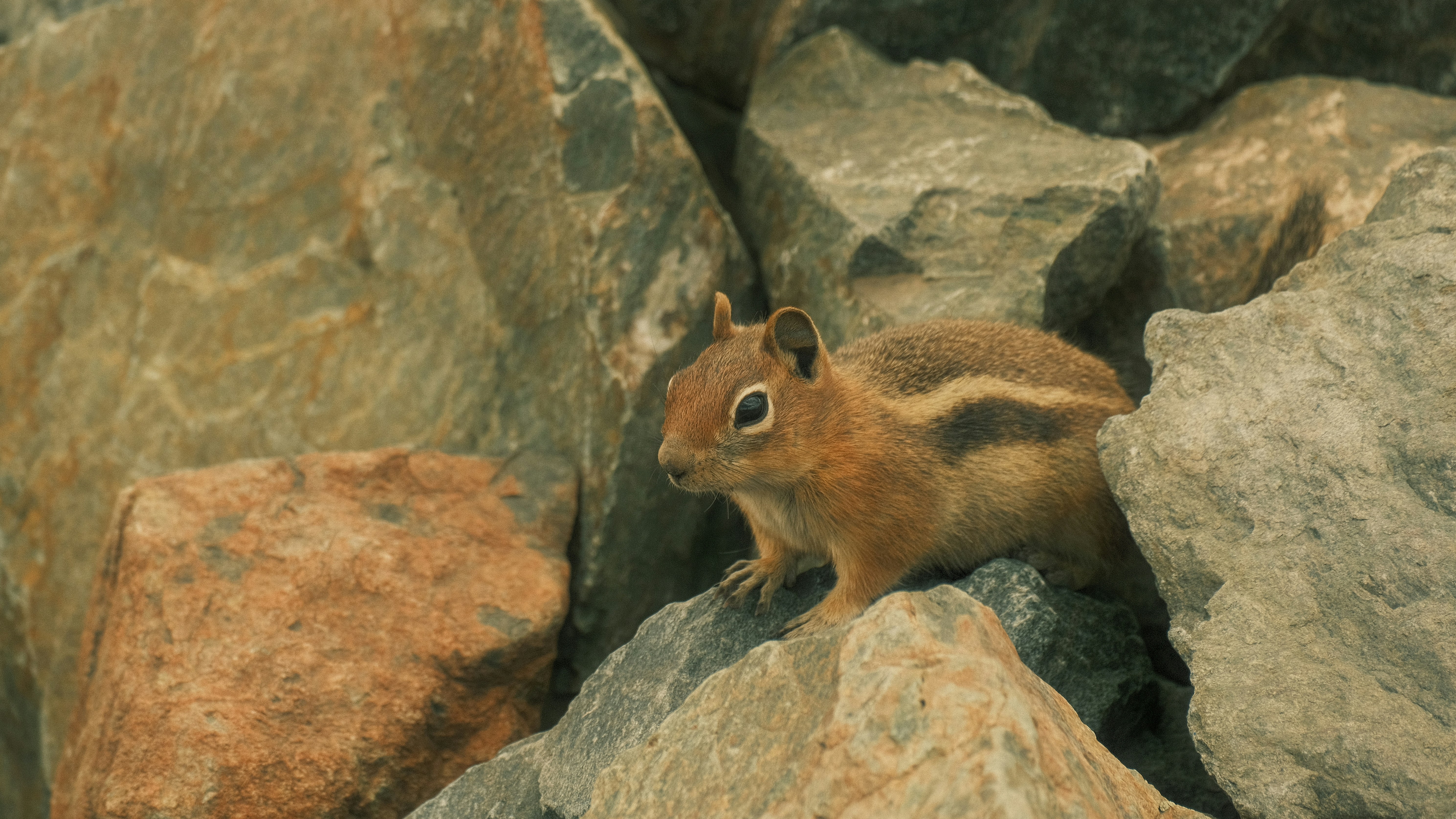 Photo by maxmeadowcroft