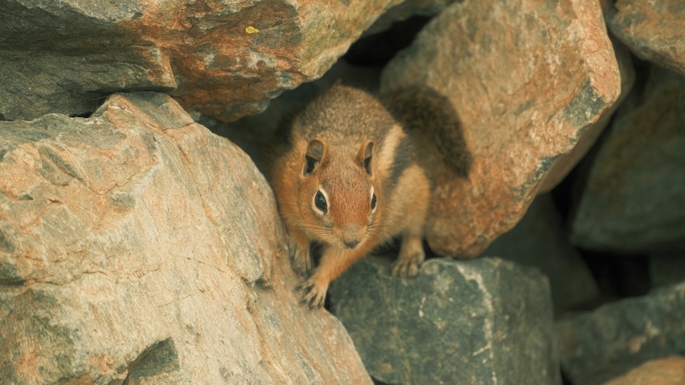 a squirrel standing on top of a pile of rocks