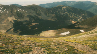 A panoramic view of the Accursed Mountains with wildflowers in the foreground.