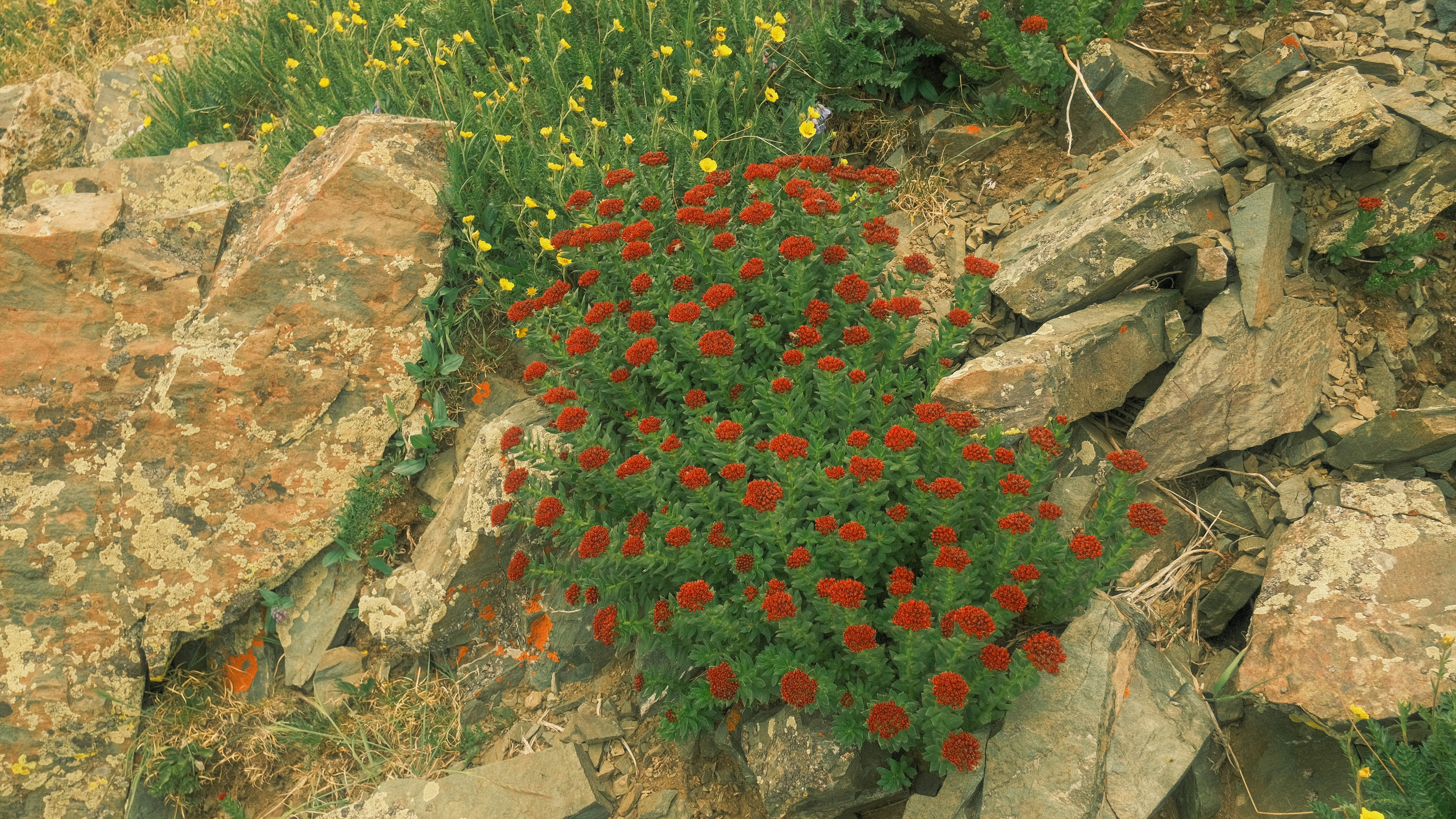 un mazzo di fiori che crescono da alcune rocce