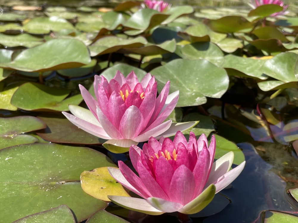 two pink water lilies in a pond with lily pads