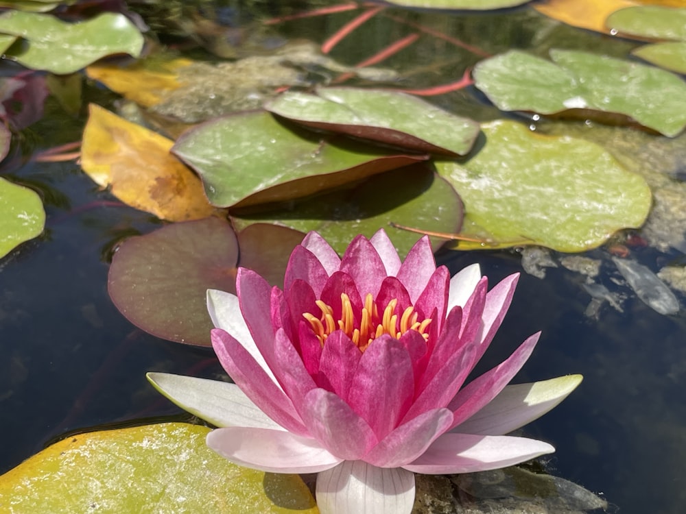 a pink water lily in a pond with lily pads