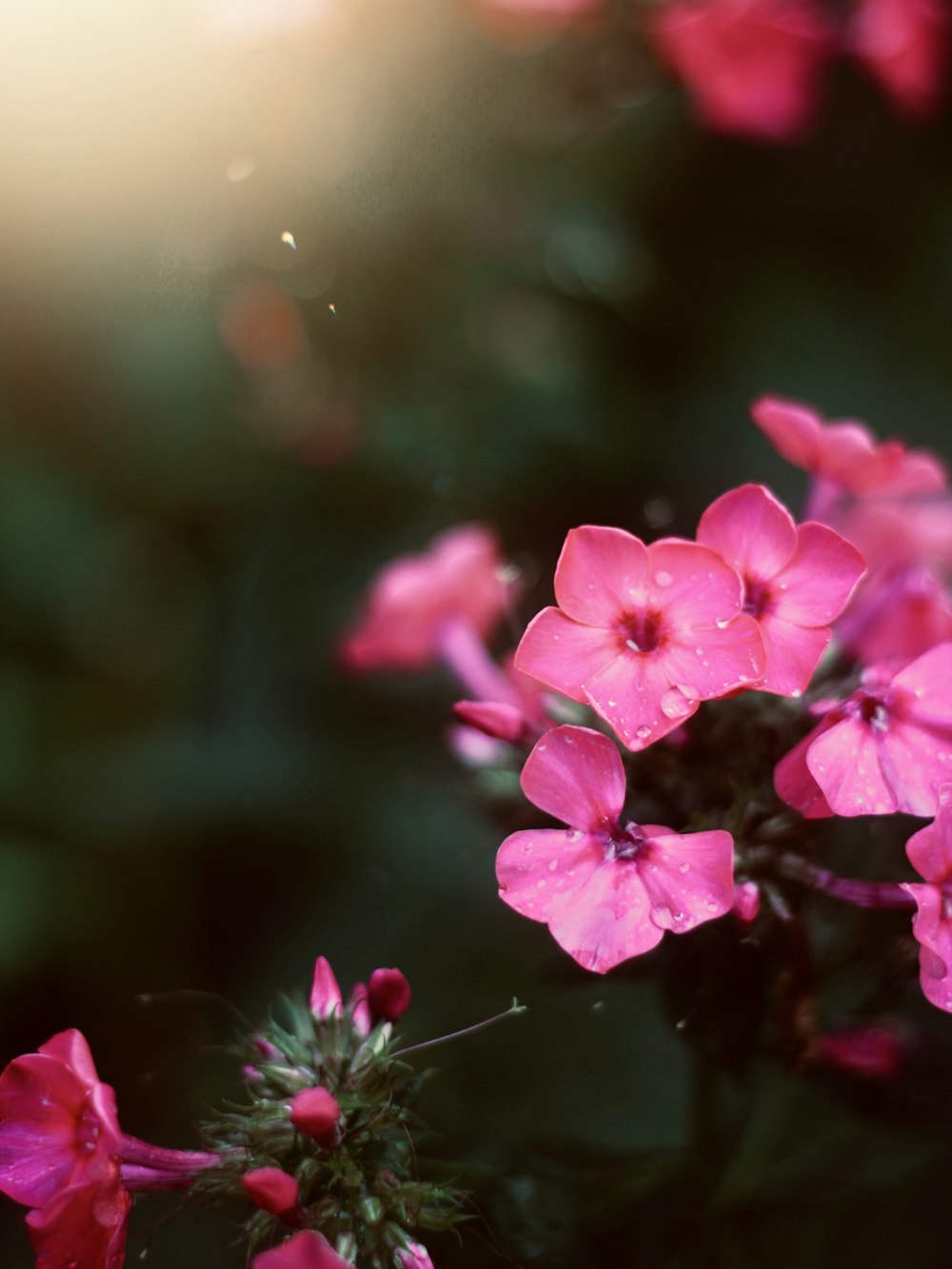 ein Strauß rosa Blumen, die blühen