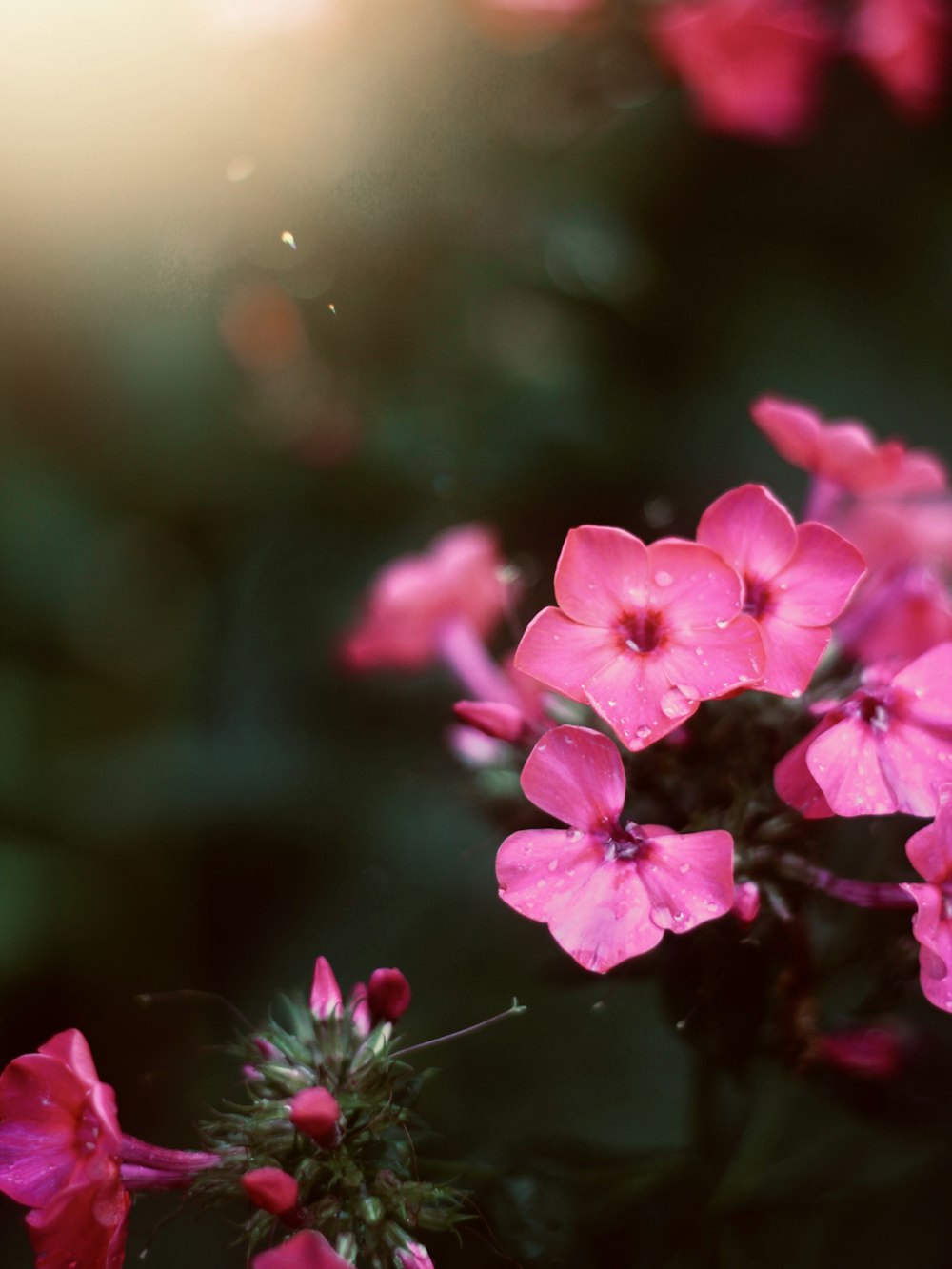 un bouquet de fleurs roses qui fleurissent