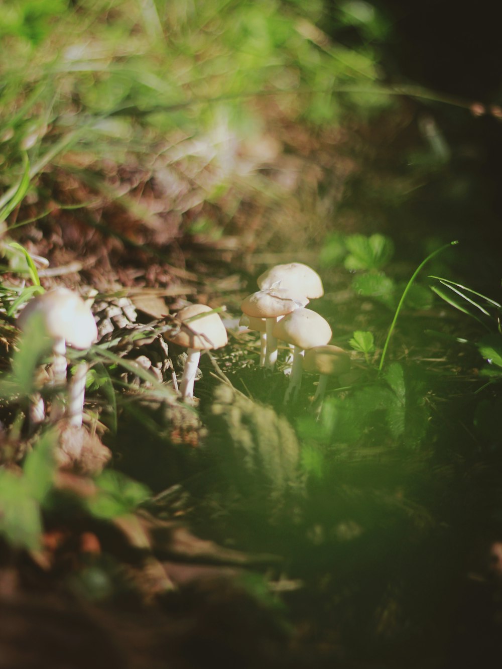 a group of small white mushrooms in the grass
