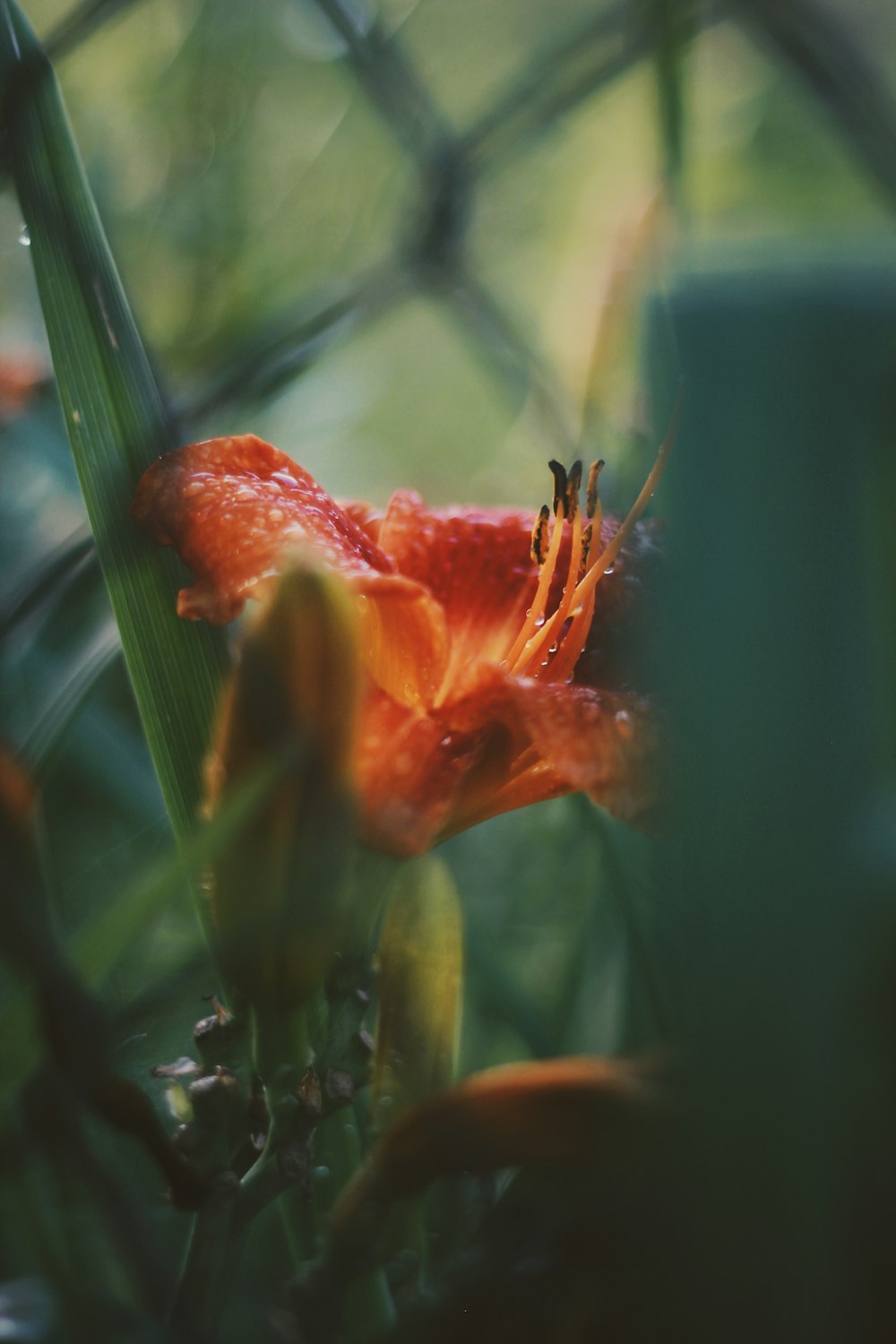 a close up of a flower behind a fence