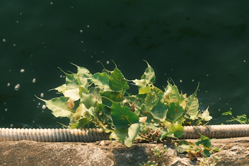 Leaves are sprouting through a crack in a concrete surface, bordered by a thick white rope. The background features dark green water with small bubbles scattered on the surface.