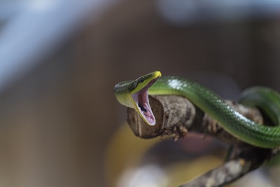 a green snake with its mouth open on a branch