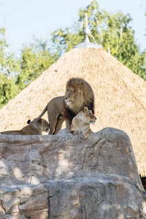 Three lions are perched atop a large rock formation. The male lion with a prominent mane is standing while two lionesses are lying down beside him. Behind them, there is a structure with a straw roof and some greenery in the background.